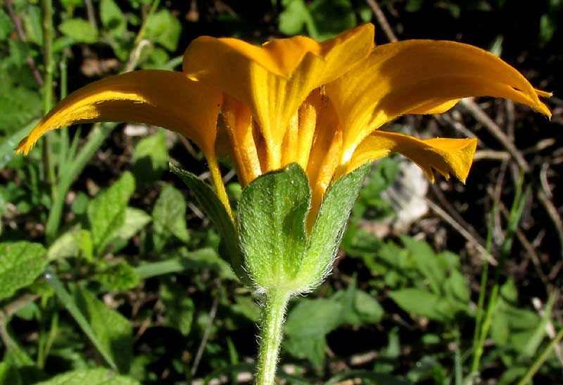 Bonebract, SCLEROCARPUS DIVARICATUS, flowering head, side view