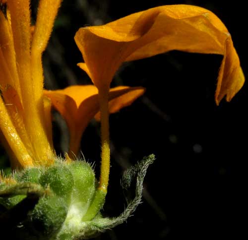 Bonebract, SCLEROCARPUS DIVARICATUS, ray flower sterile part