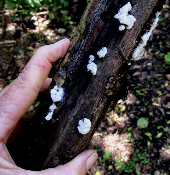 MOLD ON A LOG