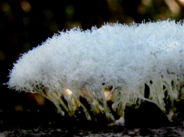 CERATIOMYXA FRUTICULOSA var. ARBUSCULA, close-up
