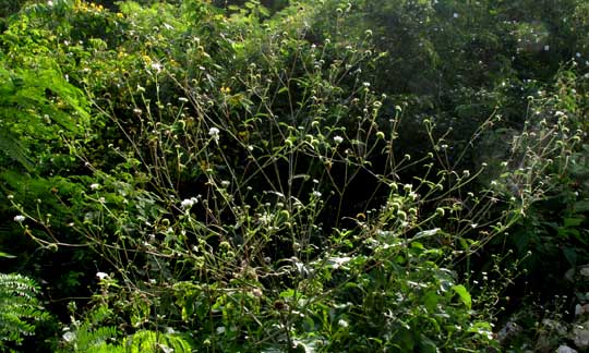 Snow Squarestem, MELANTHERA NIVEA, habitat