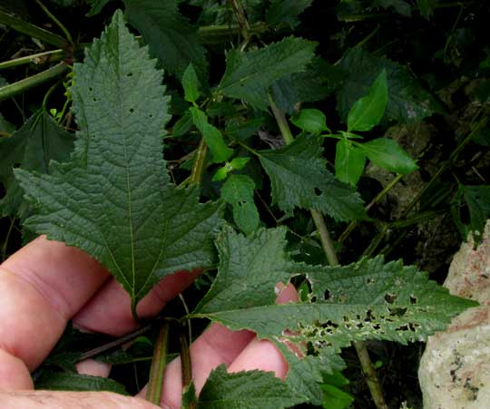 Snow Squarestem, MELANTHERA NIVEA, leaves