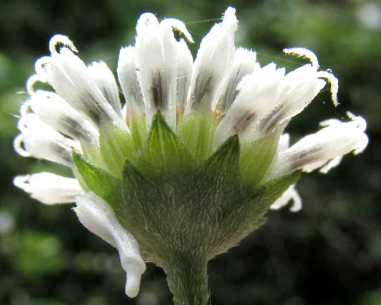 Snow Squarestem, MELANTHERA NIVEA, involucre