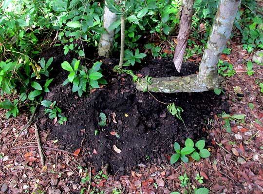 pocket-gopher mound