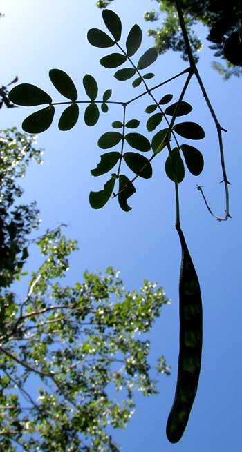 Escobilla, ZAPOTECA FORMOSA, leaves & legume