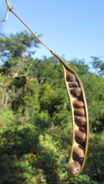 Escobilla, ZAPOTECA FORMOSA, mature legume