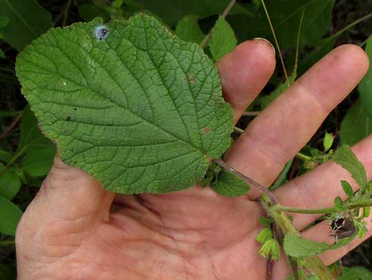 Bushmint, HYPTIS SUAVEOLENS, leaf