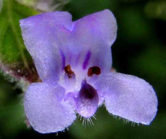 Bushmint, HYPTIS SUAVEOLENS, flower front