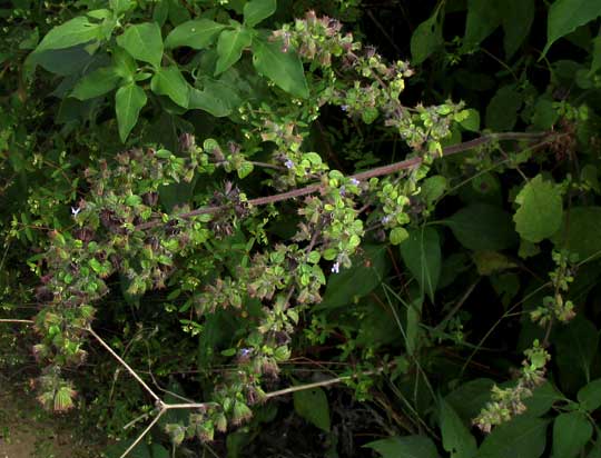 Bushmint, HYPTIS SUAVEOLENS, flowering head