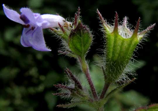 Bushmint, HYPTIS SUAVEOLENS, flower & calyx