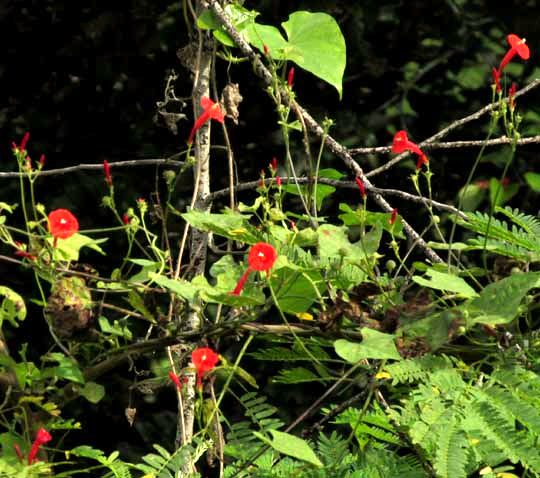 Red Morning Glory, IPOMOEA HEDERIFOLIA