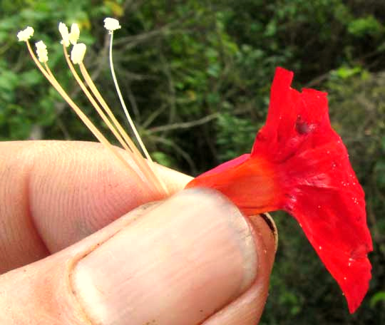 Red Morning Glory, IPOMOEA HEDERIFOLIA, stamens & style