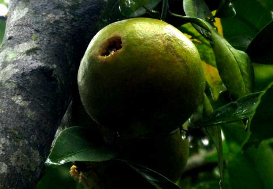 Tangerine, CITRUS RETICULATA, woodpecker damage