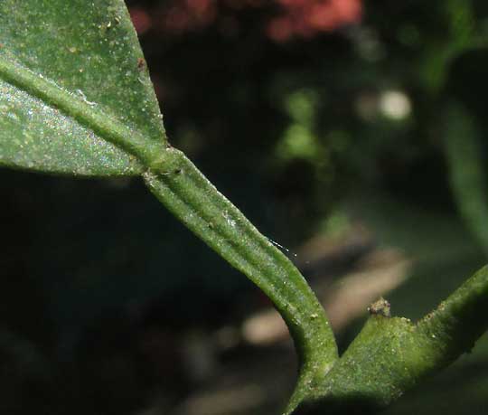 Tangerine, CITRUS RETICULATA, petiole