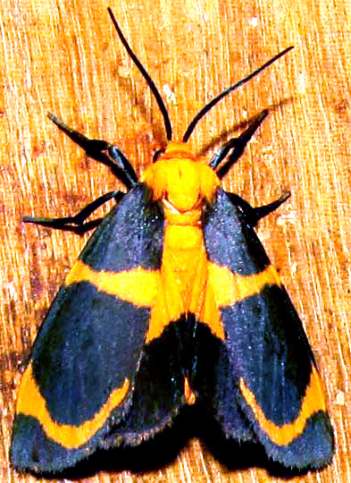 Lunar Eudesmia, EUDESMIA MENEA, adult