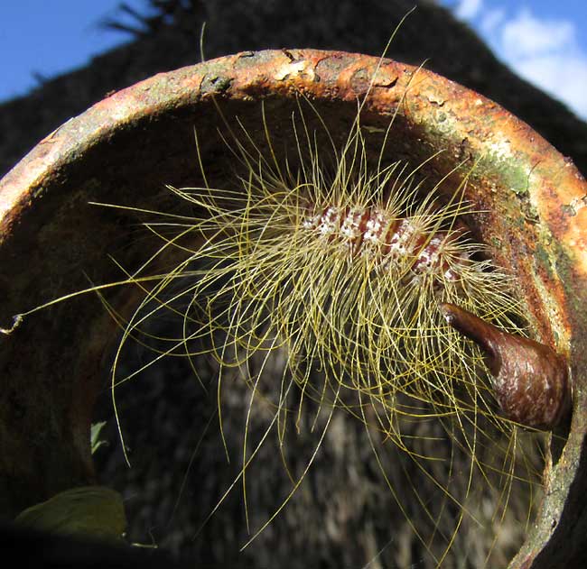 Lunar Eudesmia, EUDESMIA MENEA, caterpillar