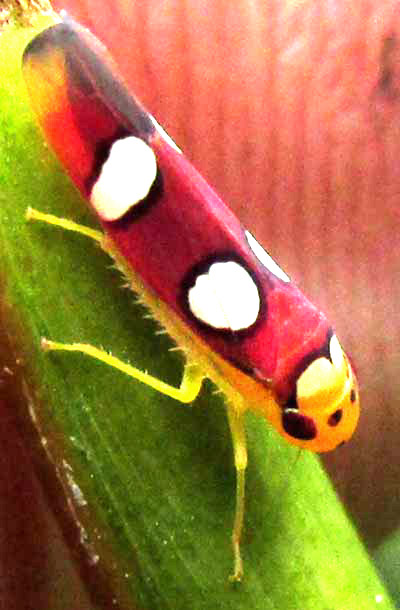 Sharpshooter Leafhopper, ERYTHROGONIA LAUDATA