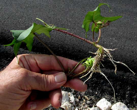 Moonflower, IPOMOEA ALBA, rooting section of runner