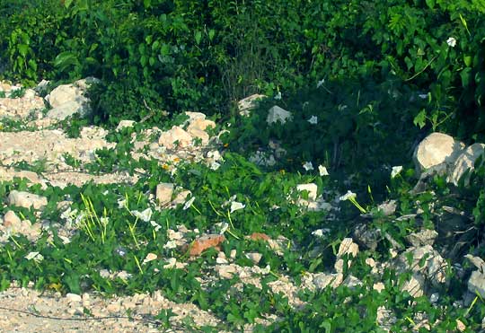 Moonflower, IPOMOEA ALBA, runners