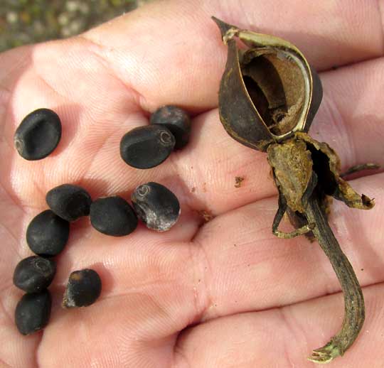 Moonflower, IPOMOEA ALBA, seeds and capsule