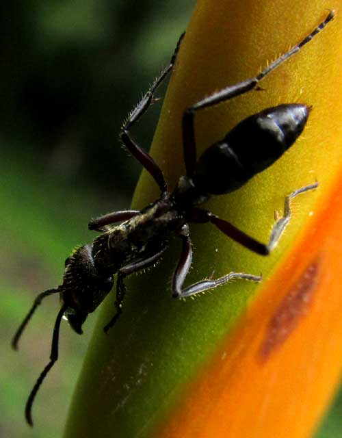 Hairy Panther Ant, PACHYCONDYLA VILLOSA, close-up