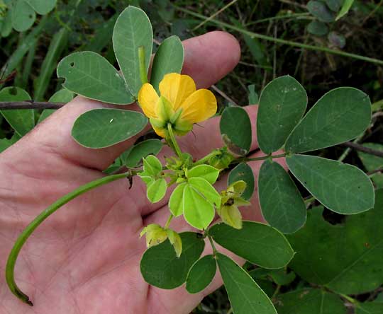 Cobán Senna, SENNA COBANENSIS