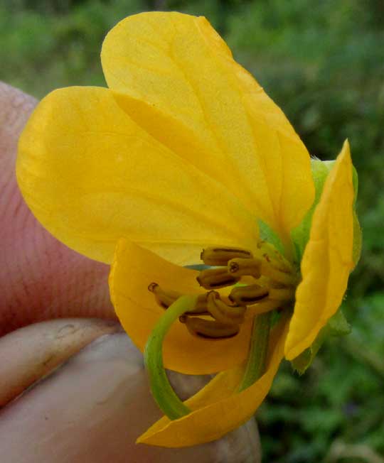 Cobán Senna, SENNA COBANENSIS flower from front