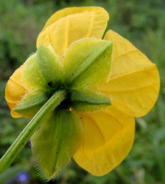 Cobán Senna, SENNA COBANENSIS, calyx