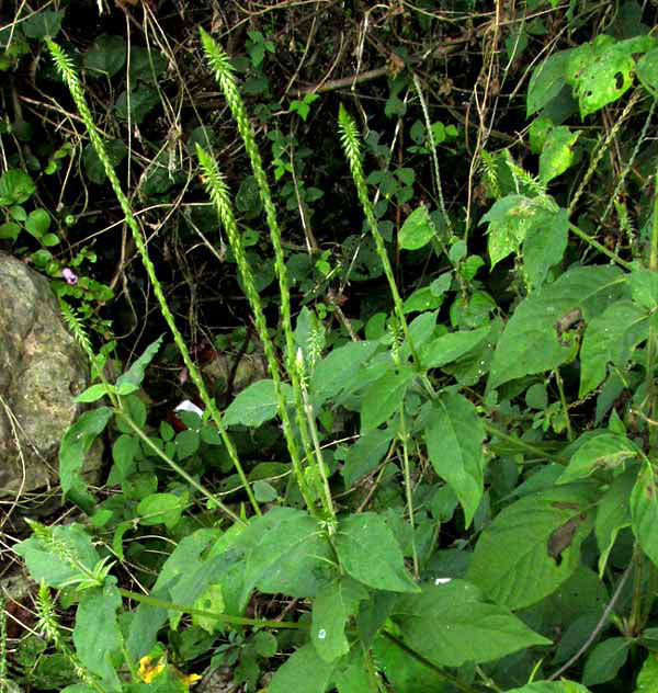 Devil's Horsewhip, ACHYRANTHES ASPERA