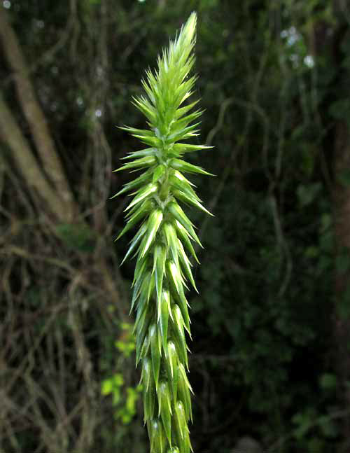 Devil's Horsewhip, ACHYRANTHES ASPERA, flowering head