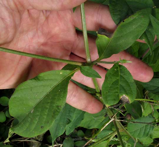 Devil's Horsewhip, ACHYRANTHES ASPERA, leaves