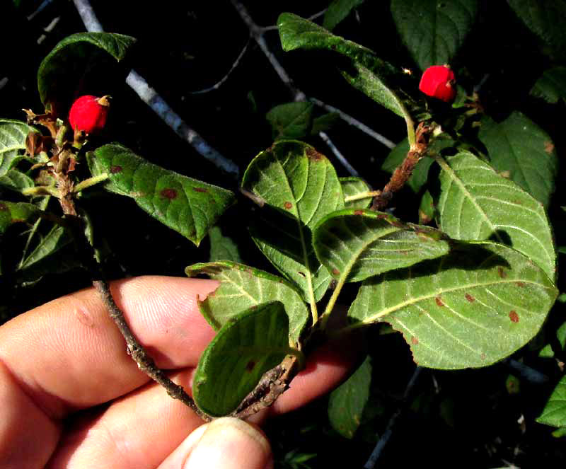 Velvetseed, GUETTARDA ELLIPTICA