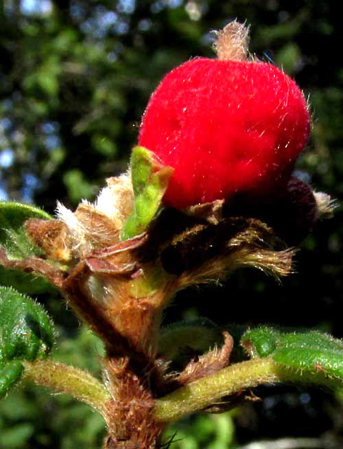 Velvetseed, GUETTARDA ELLIPTICA, fruit