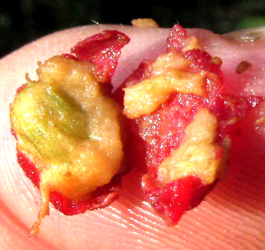 Velvetseed, GUETTARDA ELLIPTICA, open fruit showing seed