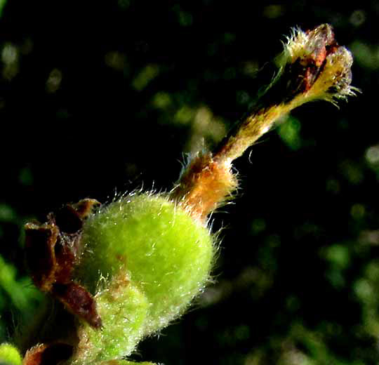 Velvetseed, GUETTARDA ELLIPTICA, immature fruit with old corolla