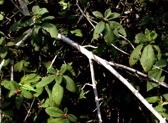 Velvetseed, GUETTARDA ELLIPTICA, bark