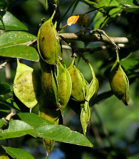 Balché, LONCHOCARPUS RUGOSUS, maturing legumes