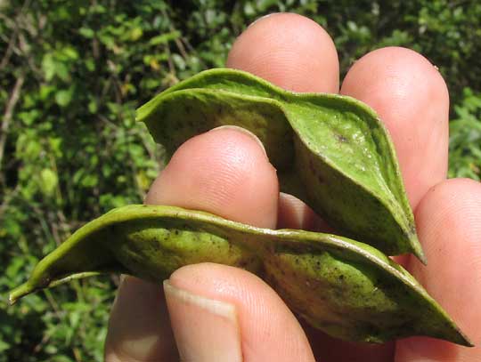 Balché, LONCHOCARPUS RUGOSUS, legume form