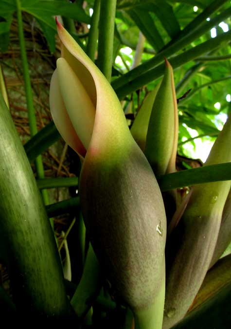 Split-leaf Philodendron, PHILODENDRON RADIATUM, flowering structure