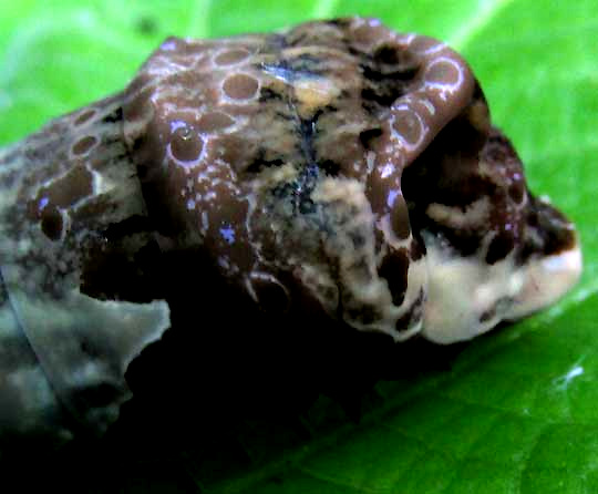 caterpillar of Thoas Swallowtail, PAPILIO THOAS, last instar