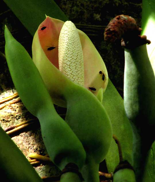 SYNGONIUM PODOPHYLLUM, flowering structure