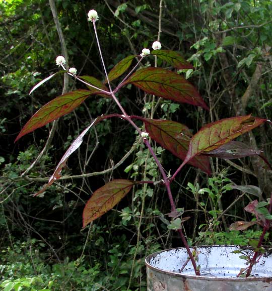 Ruby Leaf, ALTERNANTHERA BRASILIANA, plant