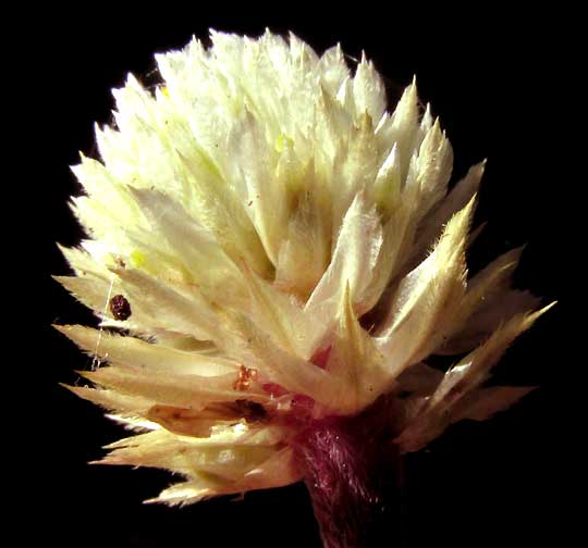 Ruby Leaf, ALTERNANTHERA BRASILIANA, head