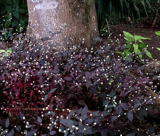 Ruby Leaf, ALTERNANTHERA BRASILIANA