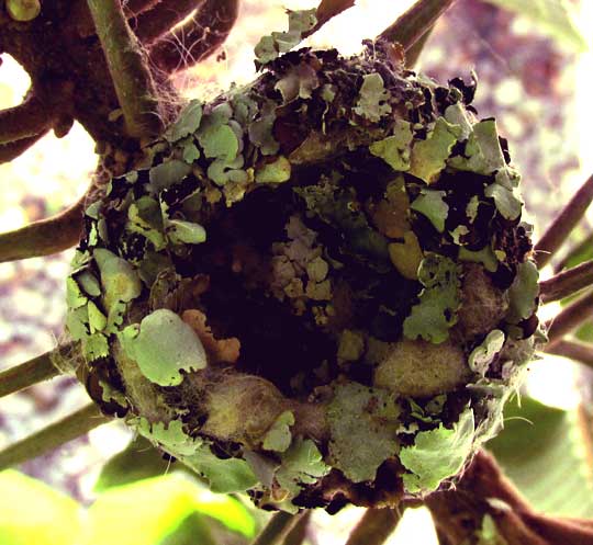 hummingbird nest of lichens & spiderwebs seen from above