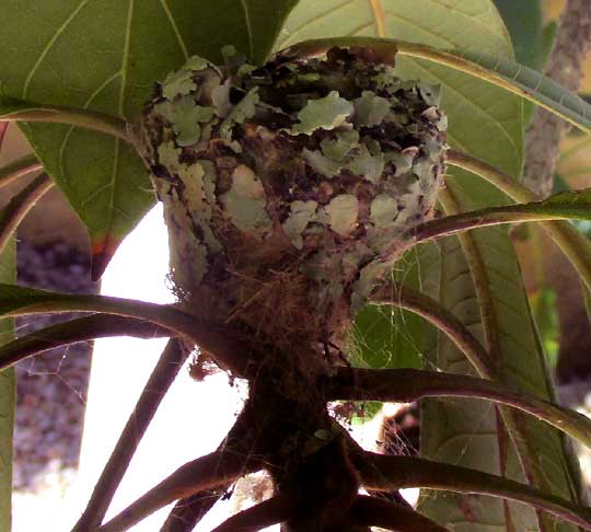 hummingbird nest of lichens and spiderwebs