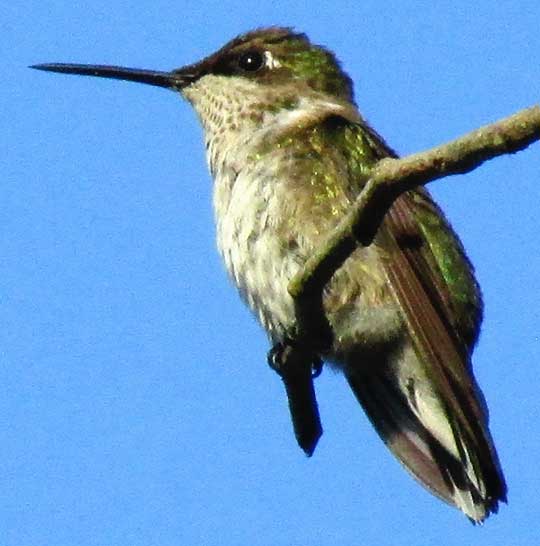 Ruby-throated Hummingbird, Archilochus colubris, immature male