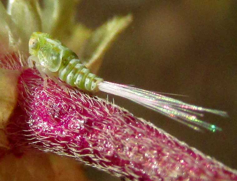 Planthopper, or Issid, Nymph with abdominal filaments