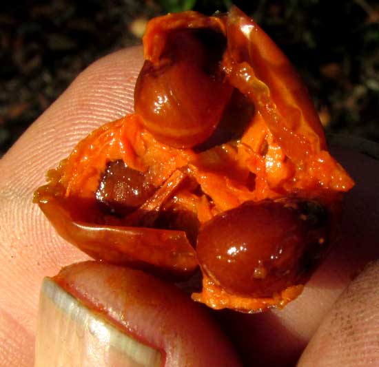 Persimmon, DIOSPYROS ANISANDRA, seeds