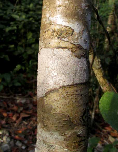 Persimmon, DIOSPYROS ANISANDRA, bark